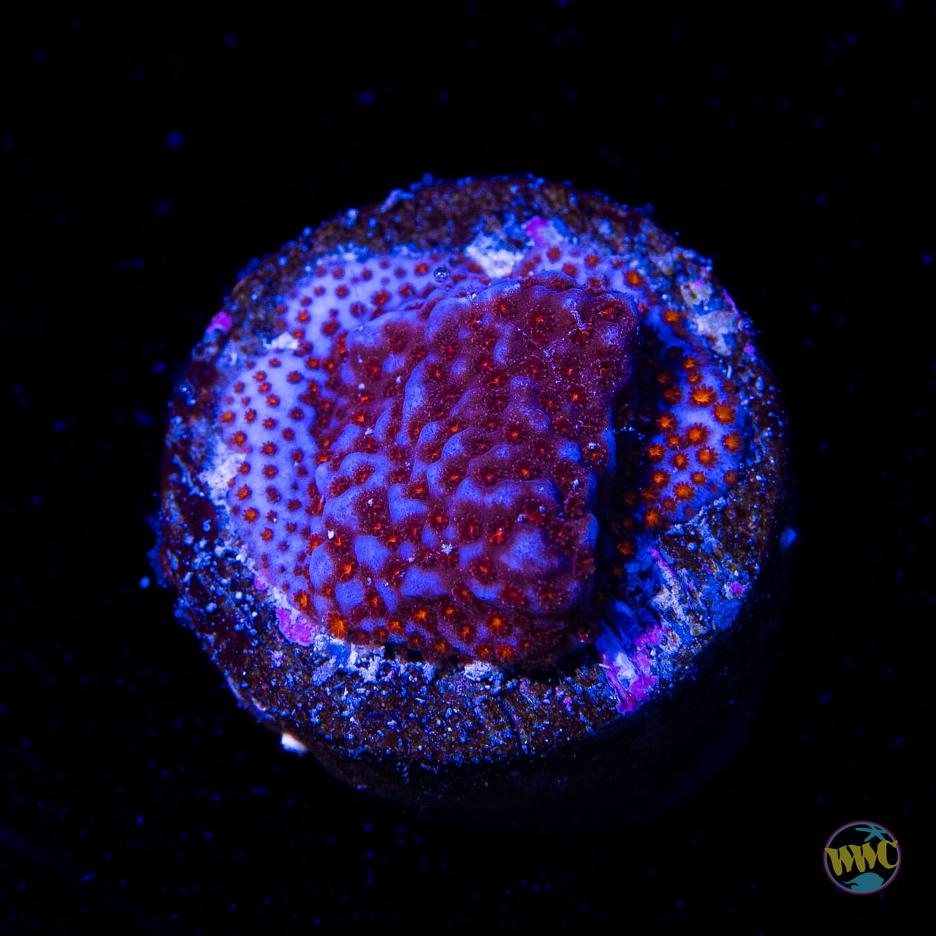 WWC Superman Montipora