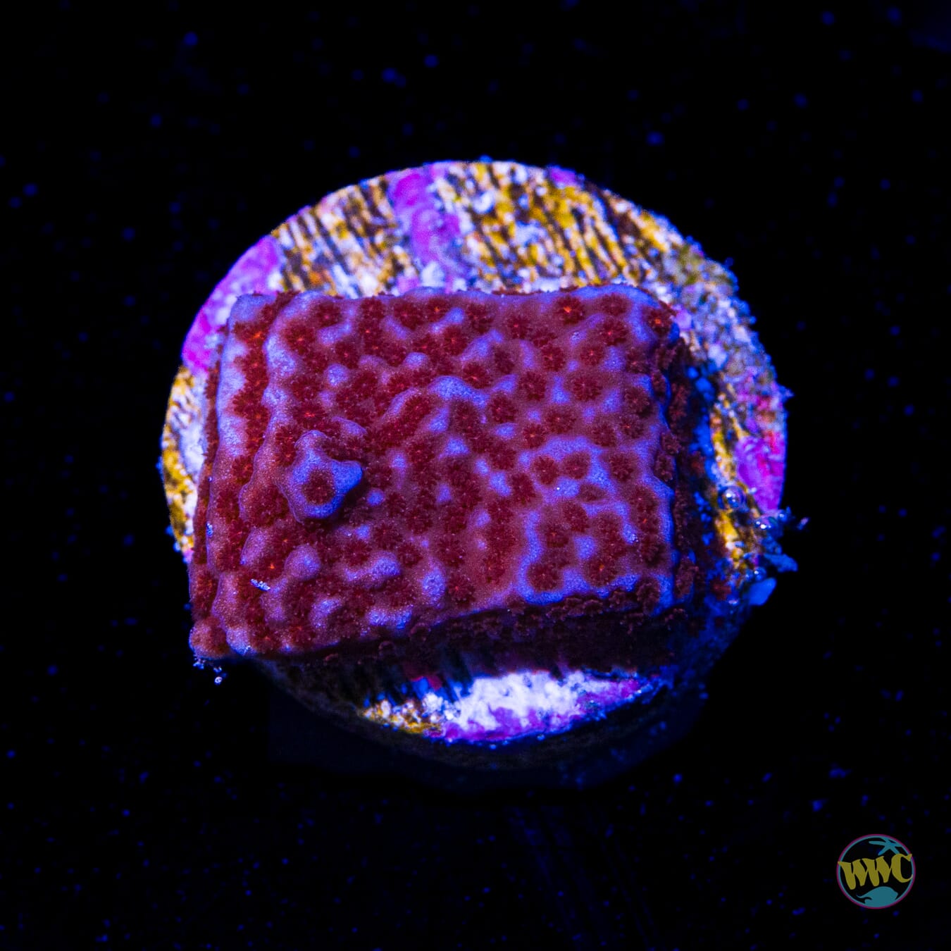 WWC Superman Montipora