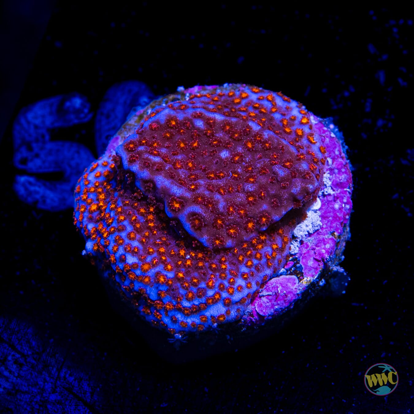 WWC Superman Montipora