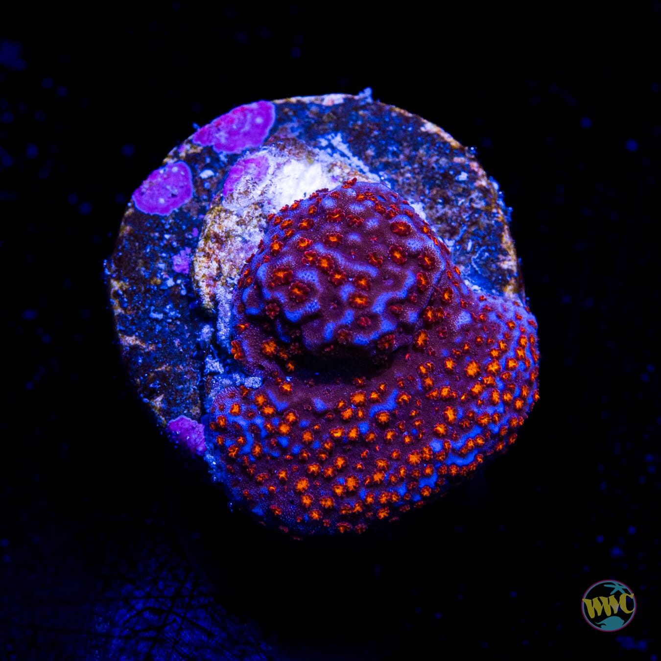 WWC Superman Montipora