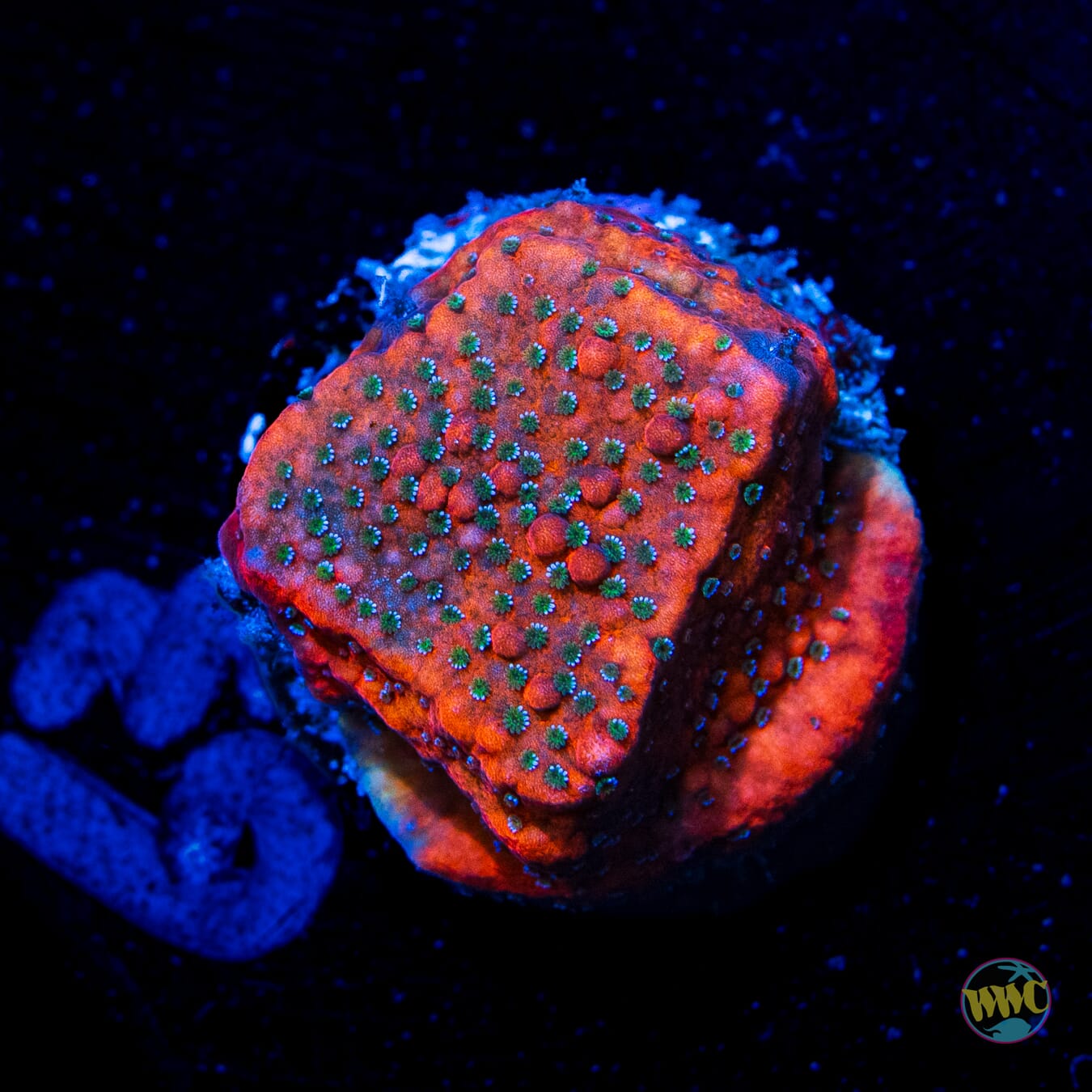 WWC Megachrome Montipora