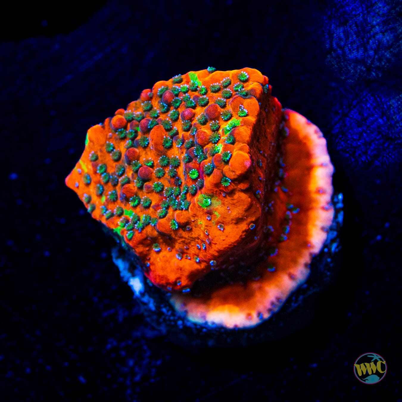 WWC Grafted Megachrome Montipora