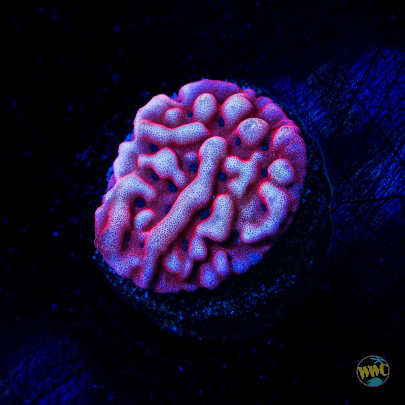 Jason Fox Altered Ego Montipora