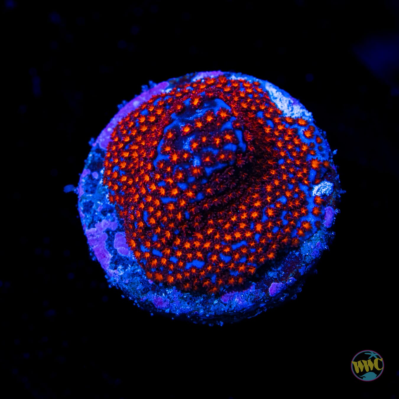 WWC Superman Montipora