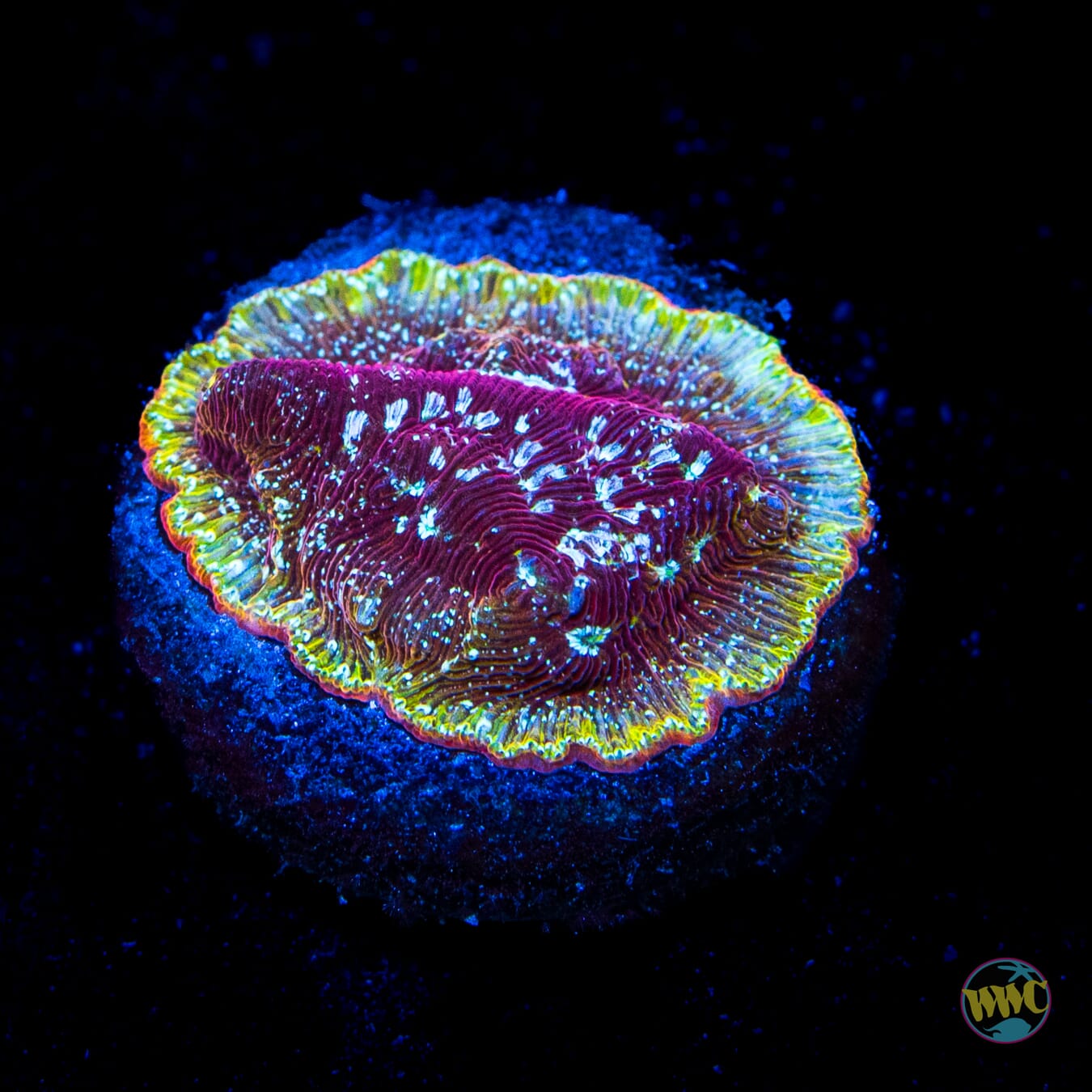 WWC Jester Leptoseris