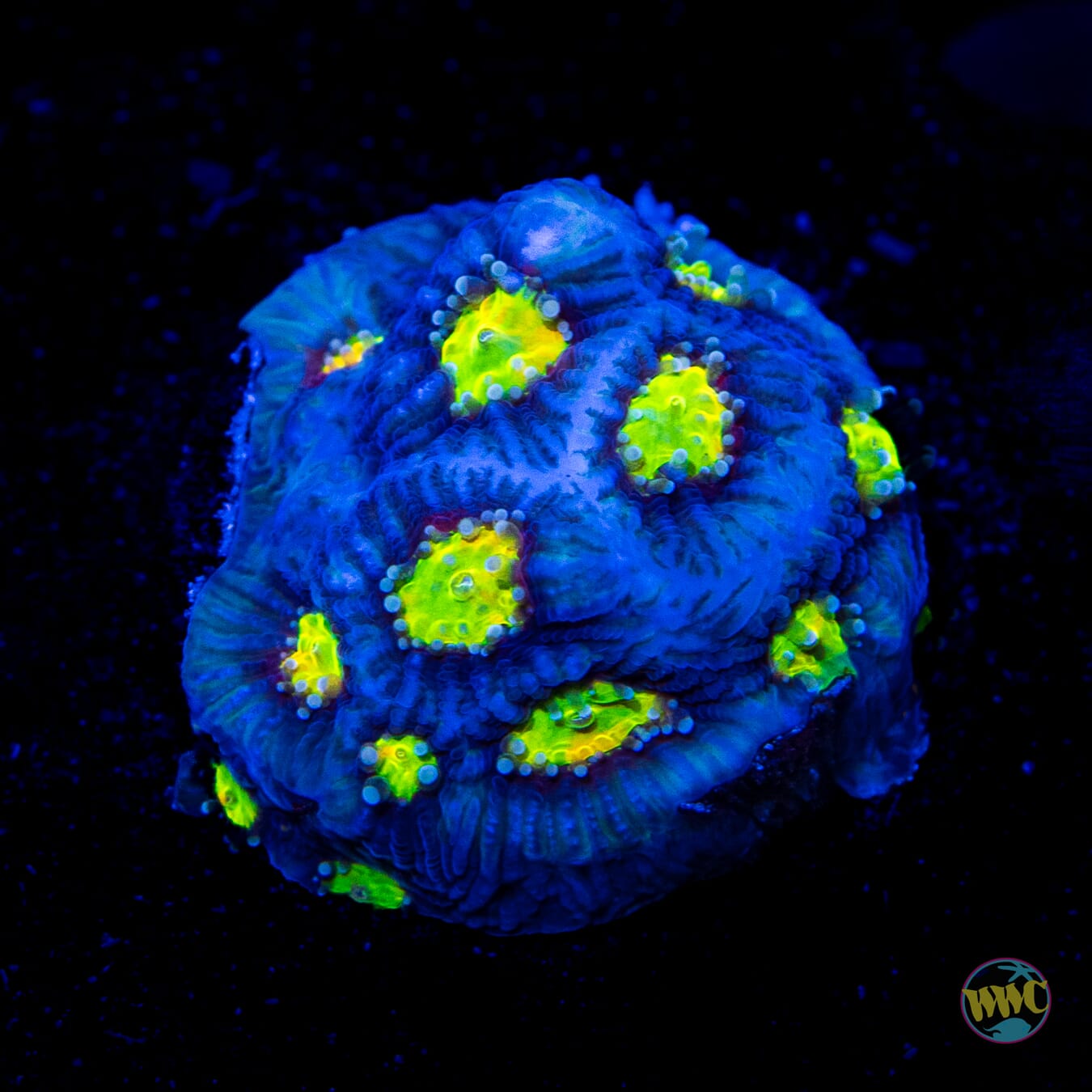 Jason Fox Toro Bravo Favites