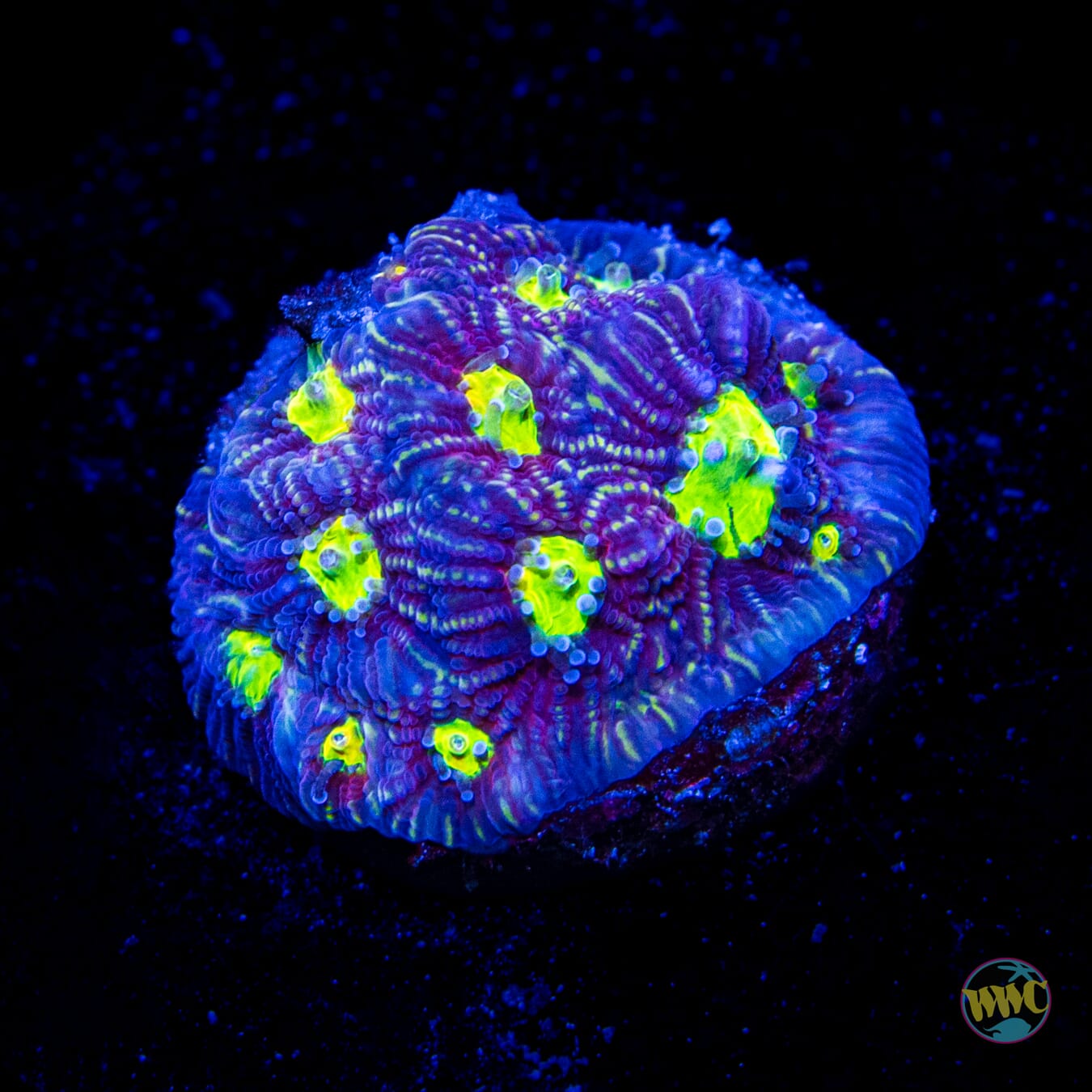 Jason Fox Toro Bravo Favites