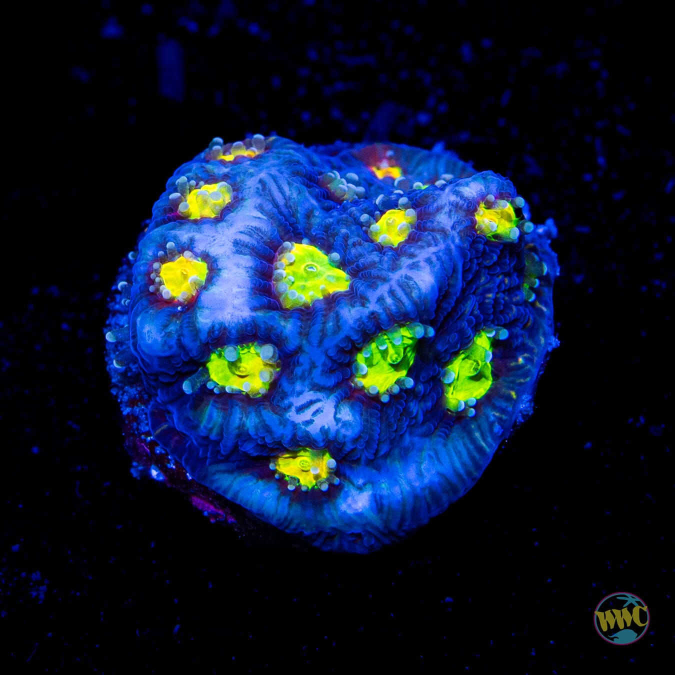 Jason Fox Toro Bravo Favites