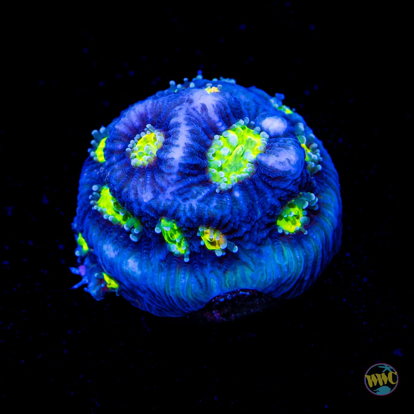 Jason Fox Toro Bravo Favites