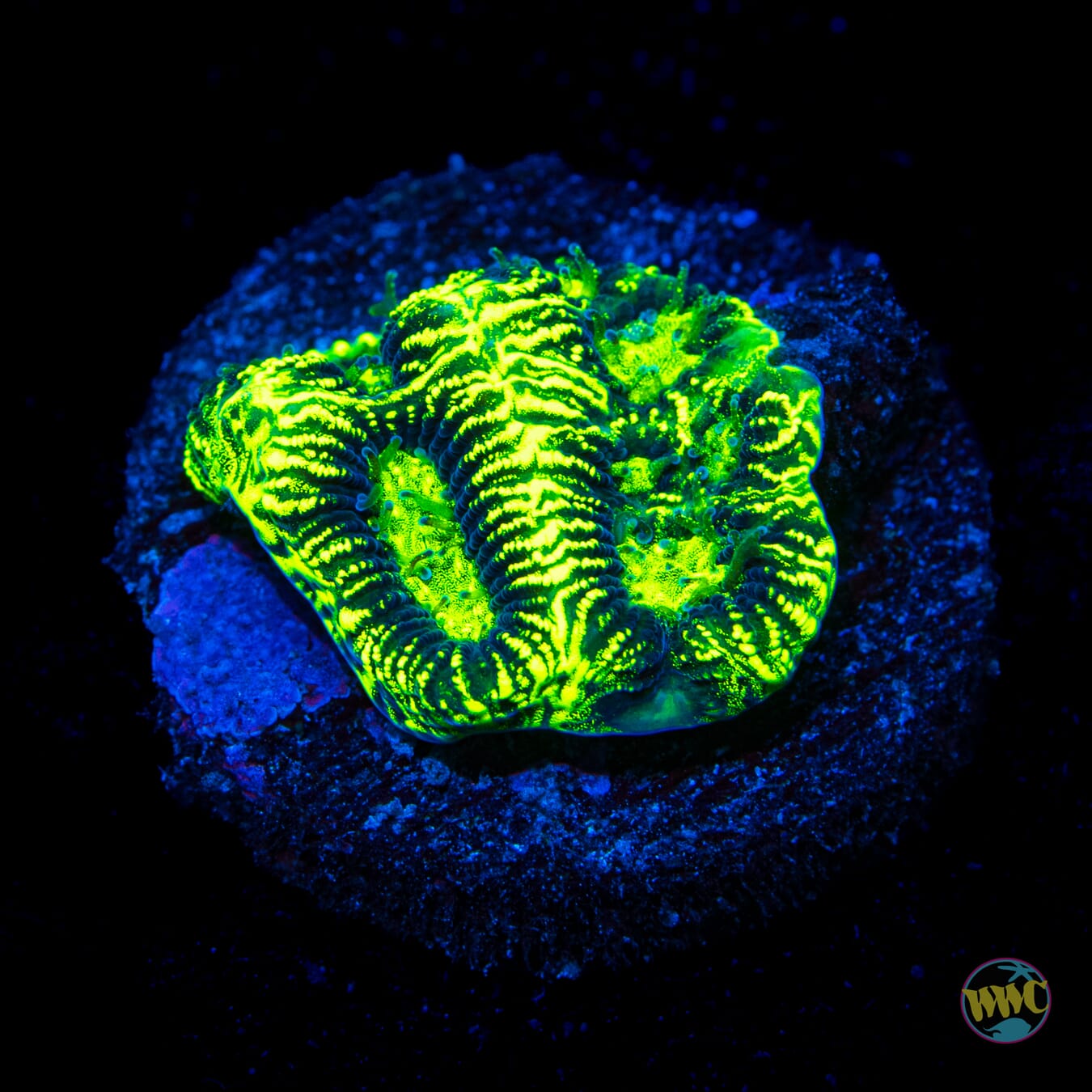 WWC Electroshock Platygyra