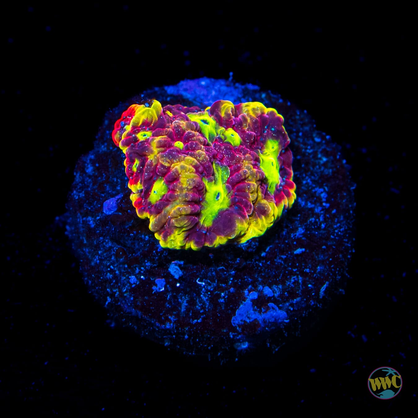 WWC Blood Diamond Favites