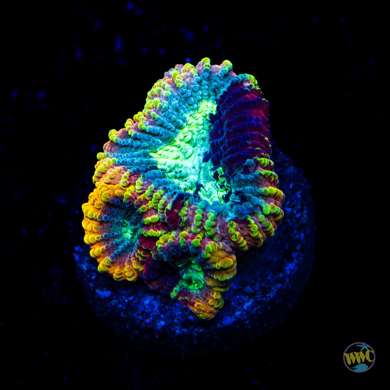 Yellow Submarine Favia