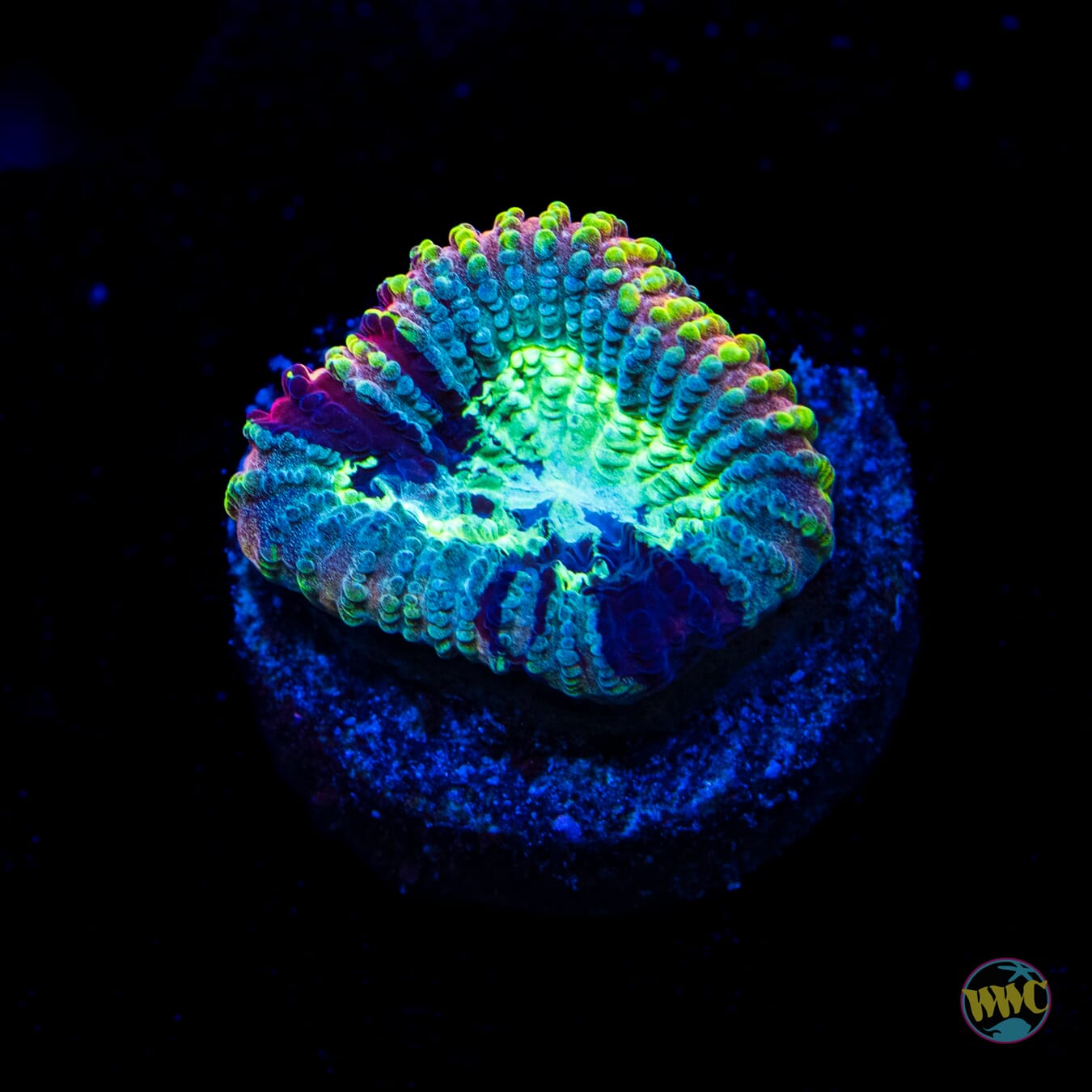 Yellow Submarine Favia