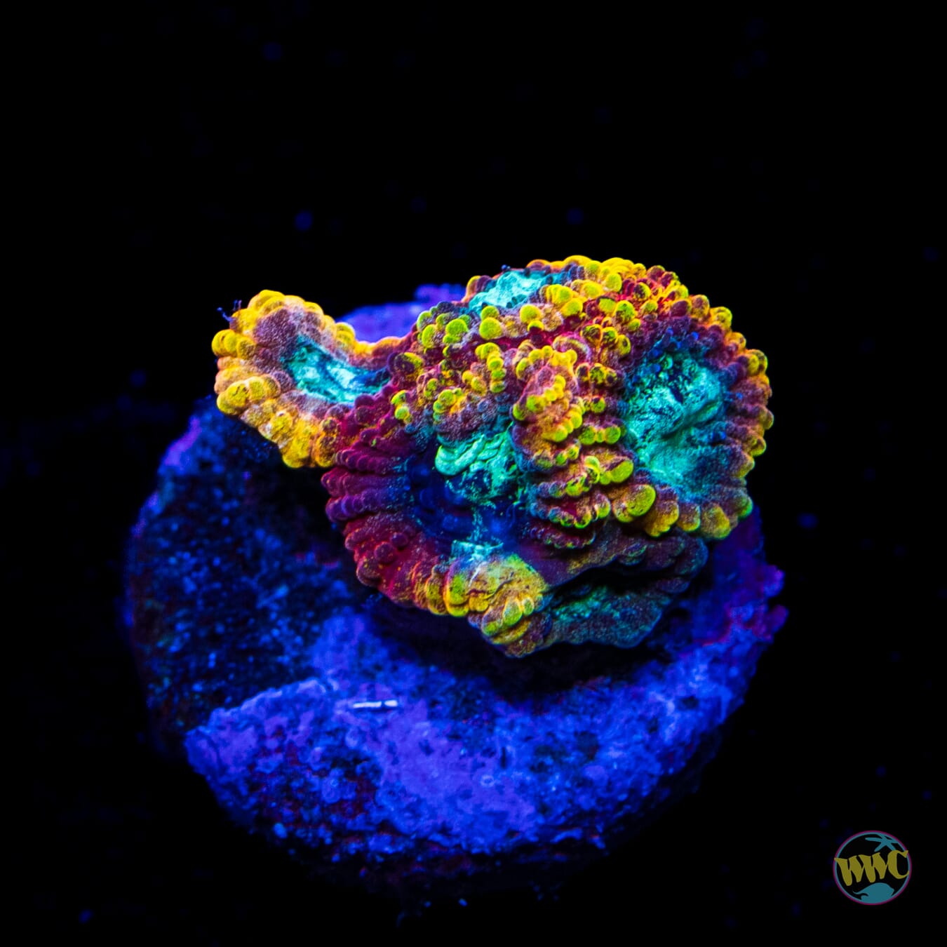 Yellow Submarine Favia