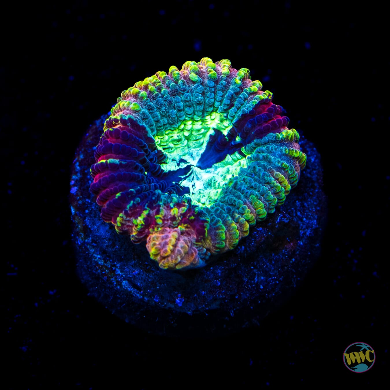 Yellow Submarine Favia