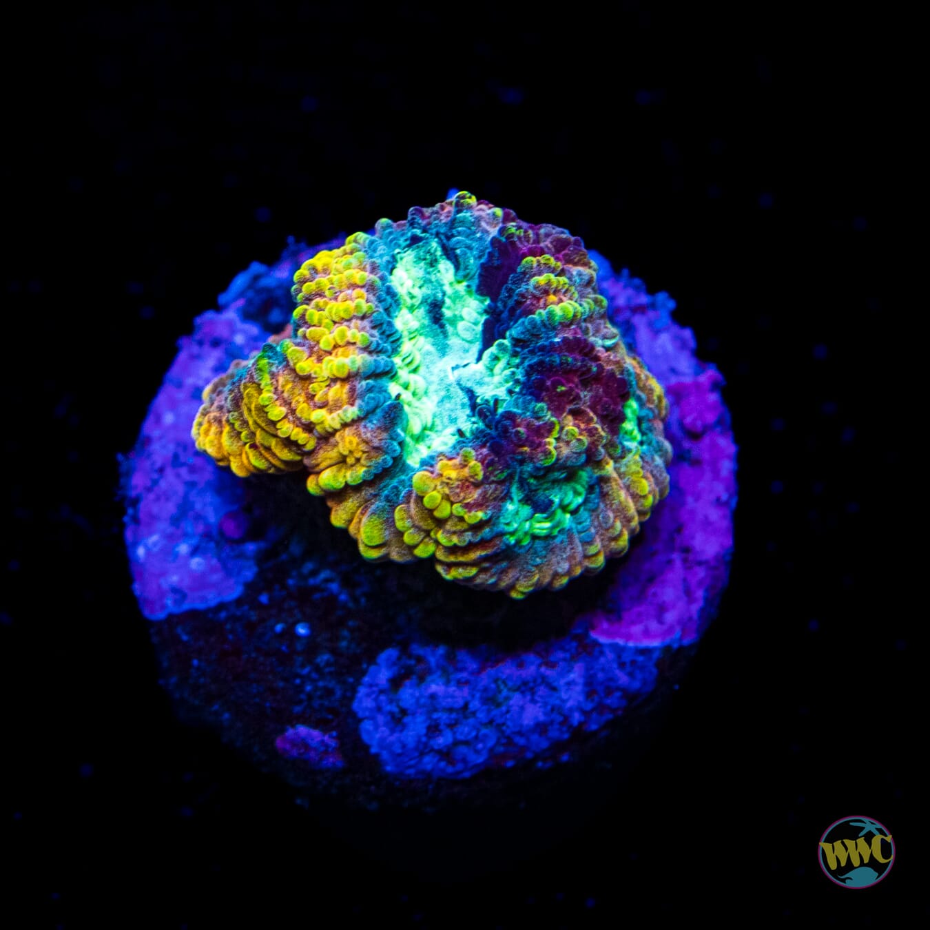 Yellow Submarine Favia