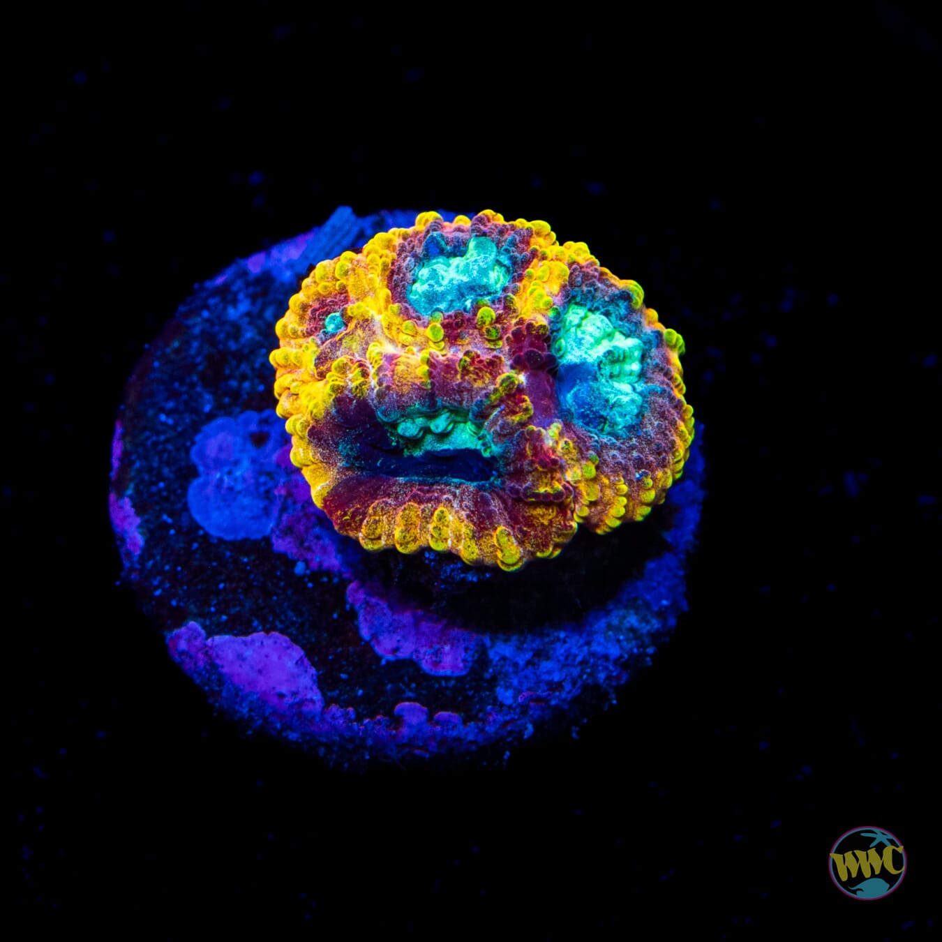 Yellow Submarine Favia