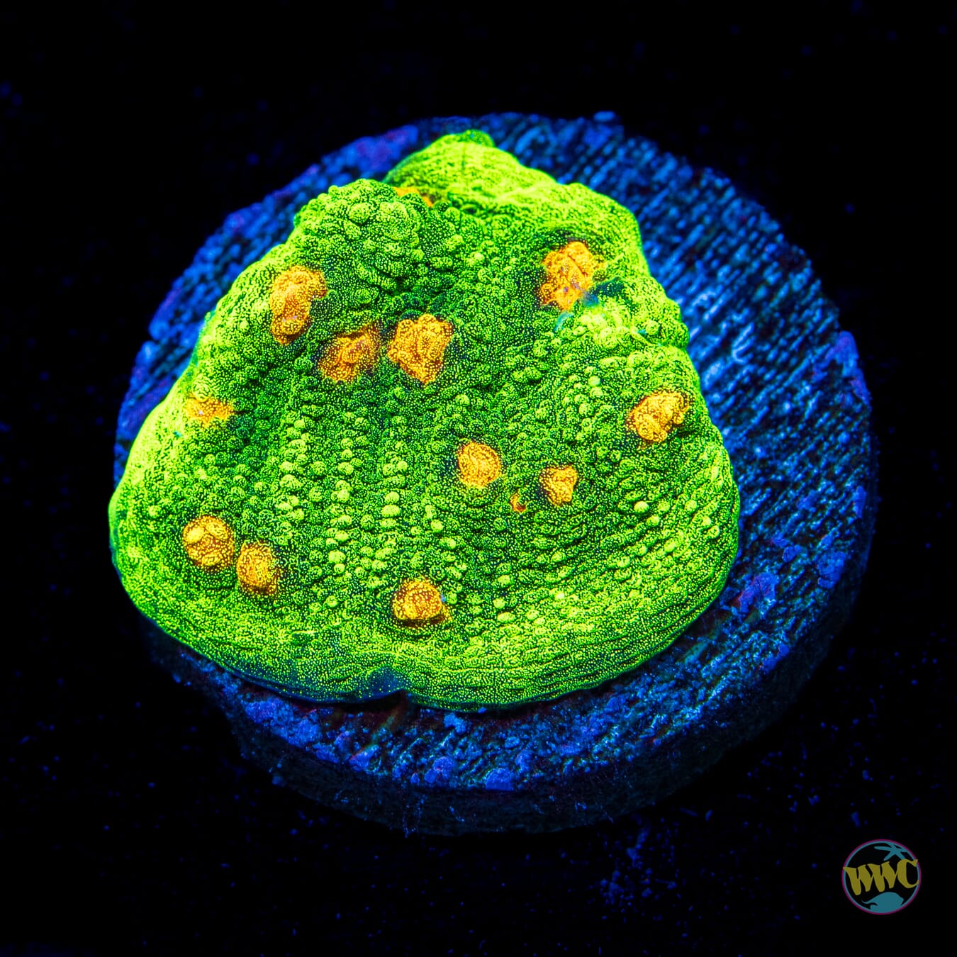 WWC Space Invader Mycedium Chalice