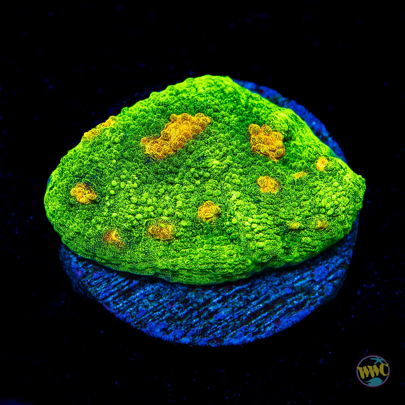 WWC Space Invader Mycedium Chalice