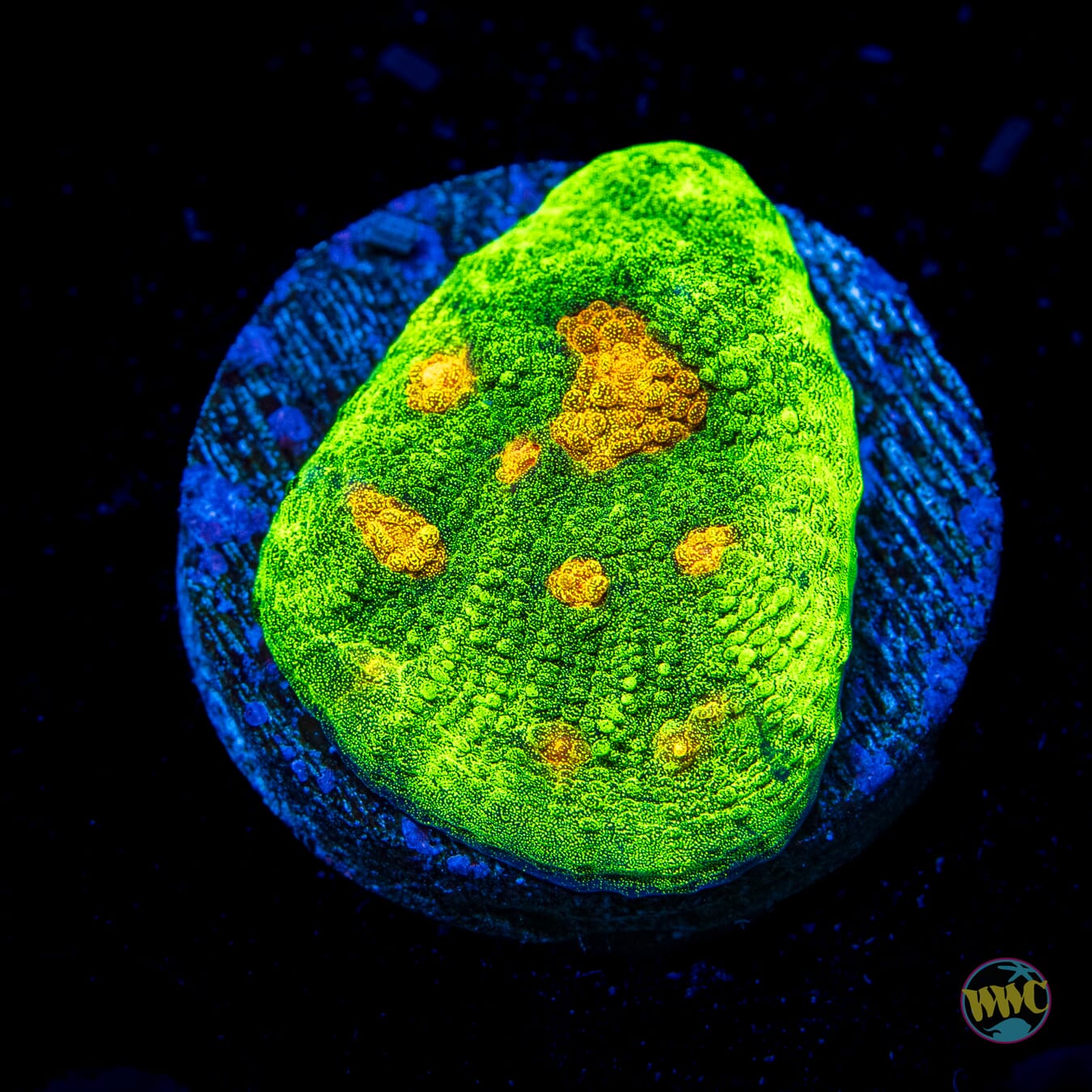 WWC Space Invader Mycedium Chalice