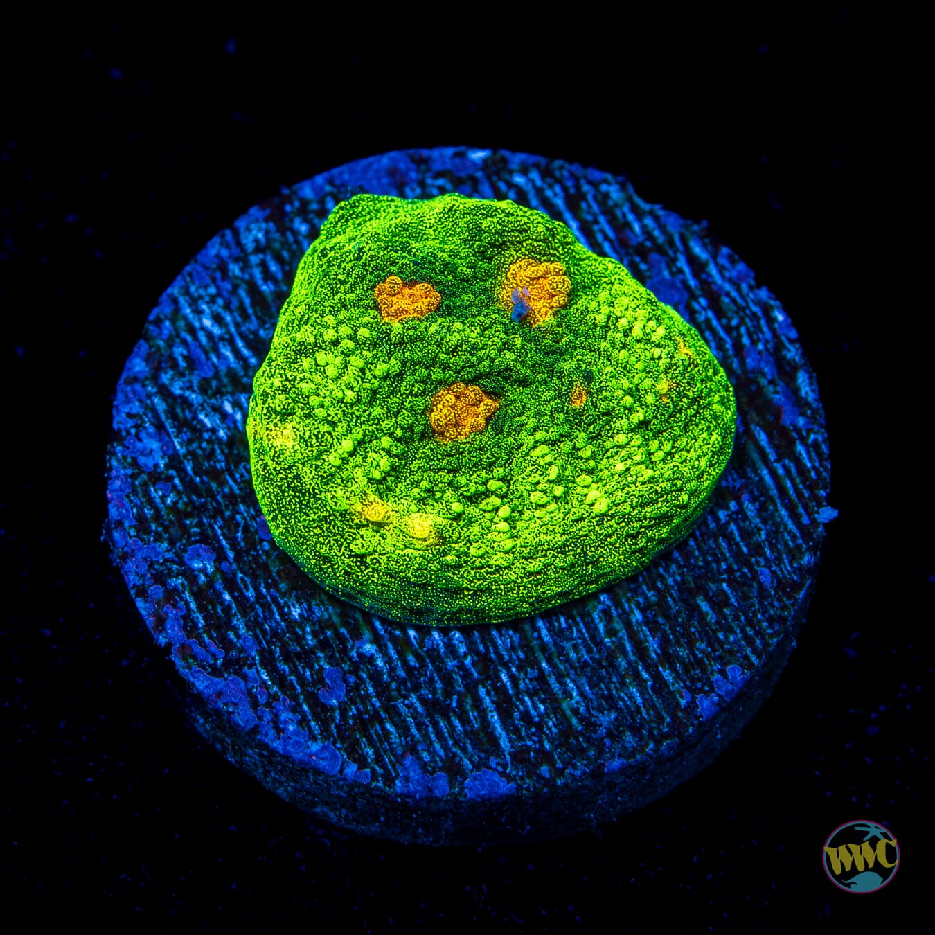 WWC Space Invader Mycedium Chalice