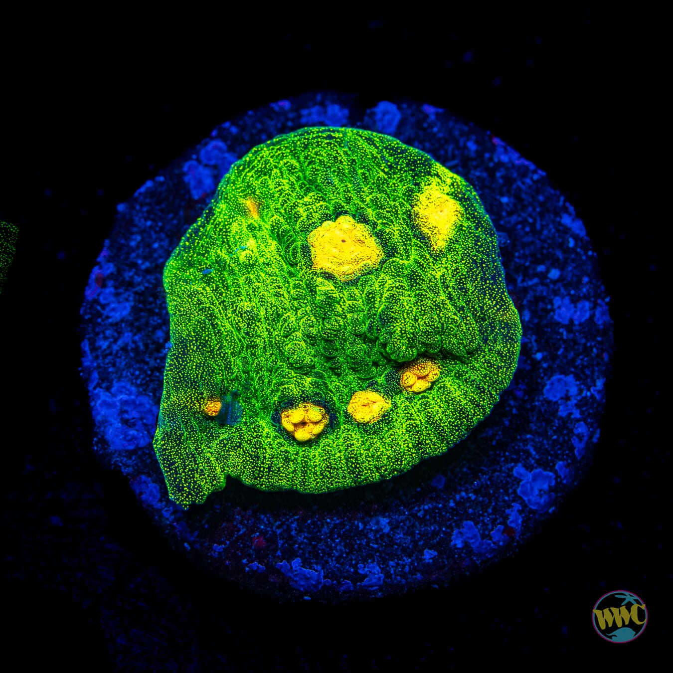 Jason Fox Raja Rampage Chalice