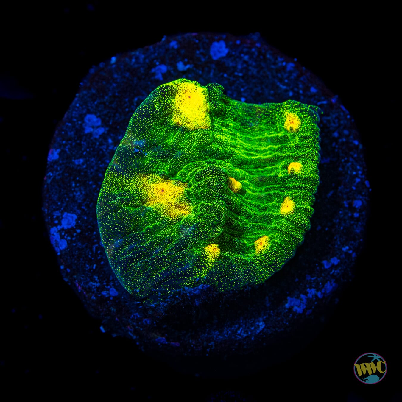 Jason Fox Raja Rampage Chalice