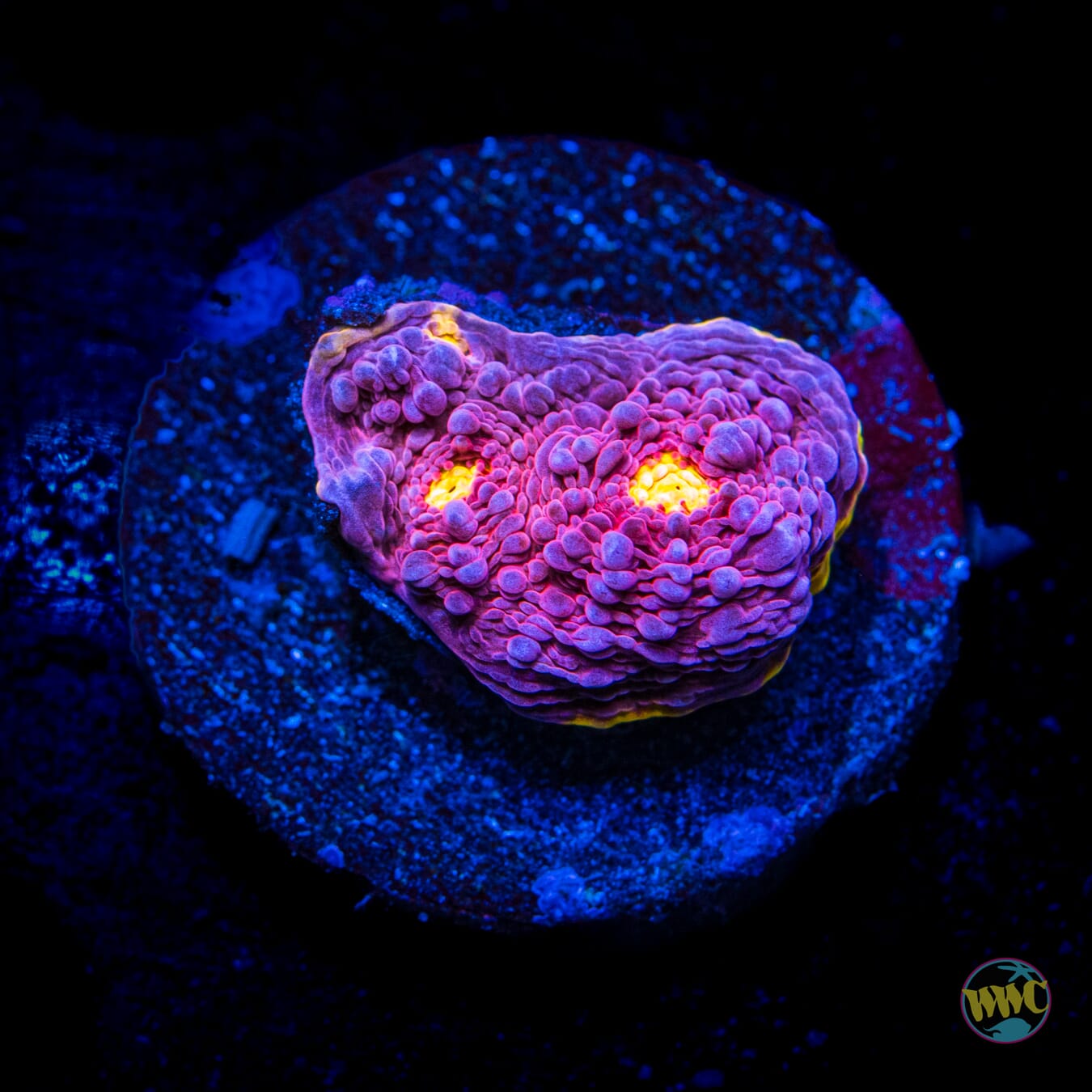 WWC Banana Boom Chalice