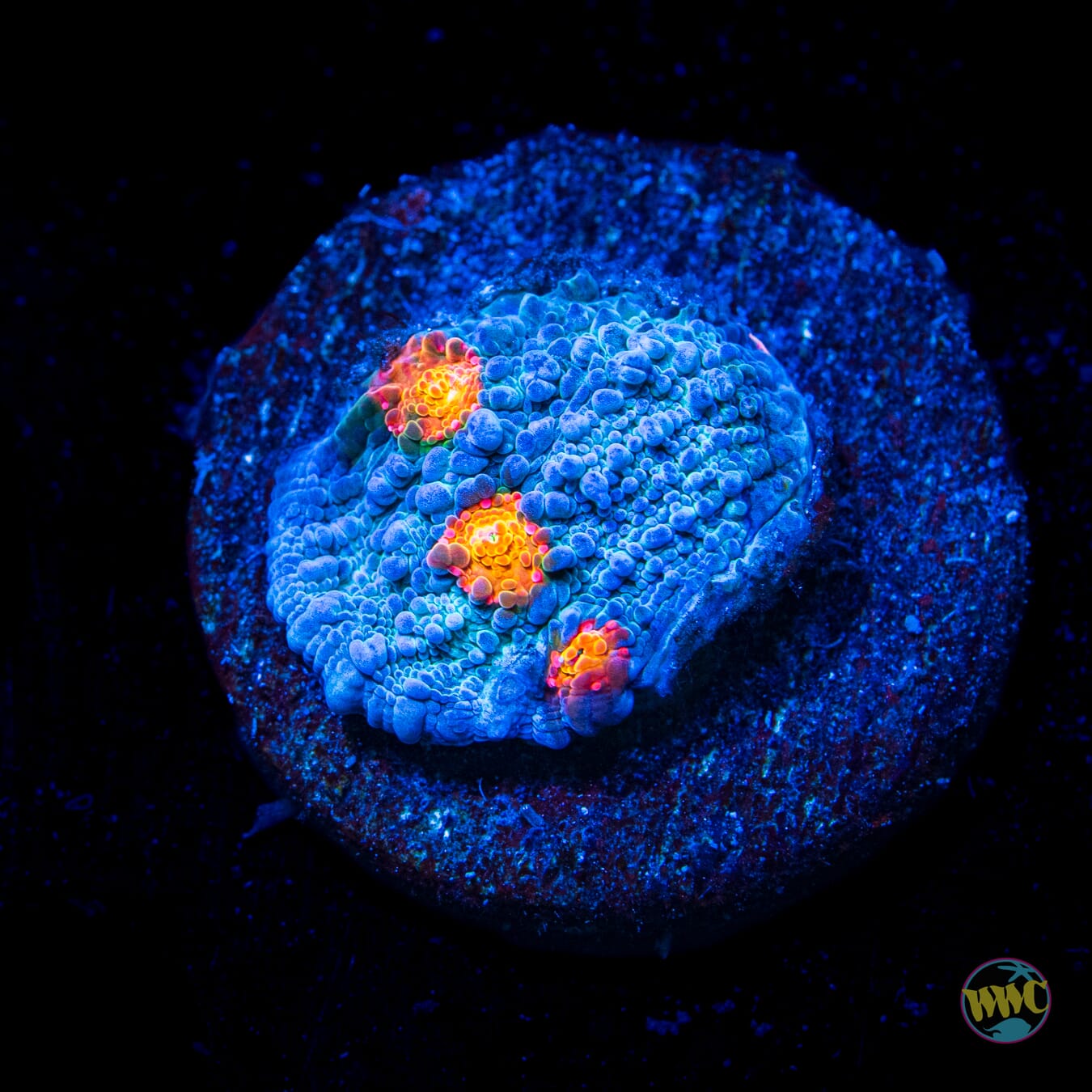 WWC Boogie Man Chalice