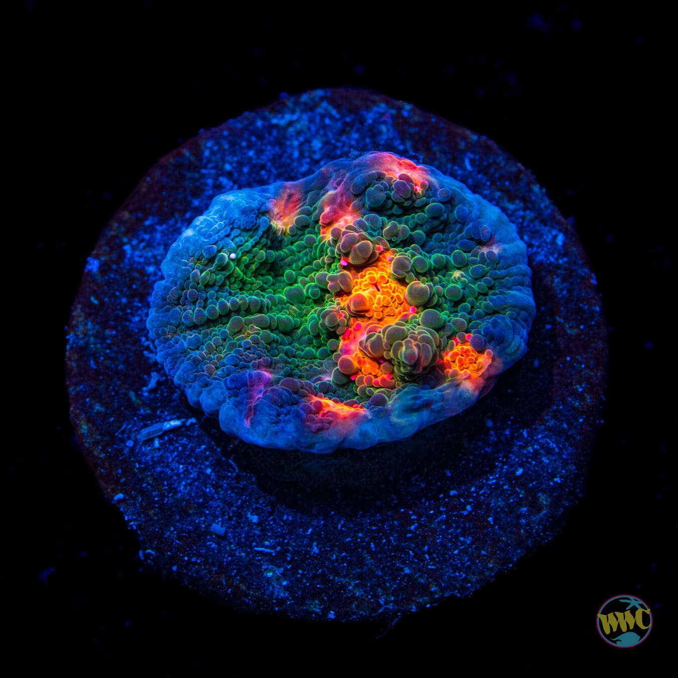 WWC Boogie Man Chalice