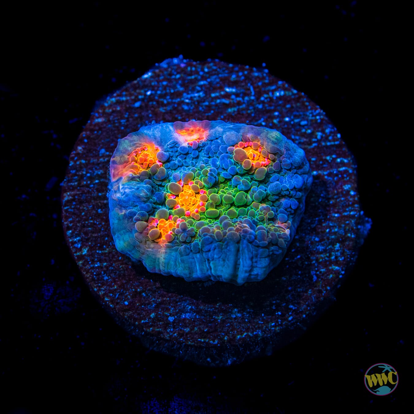 WWC Boogie Man Chalice