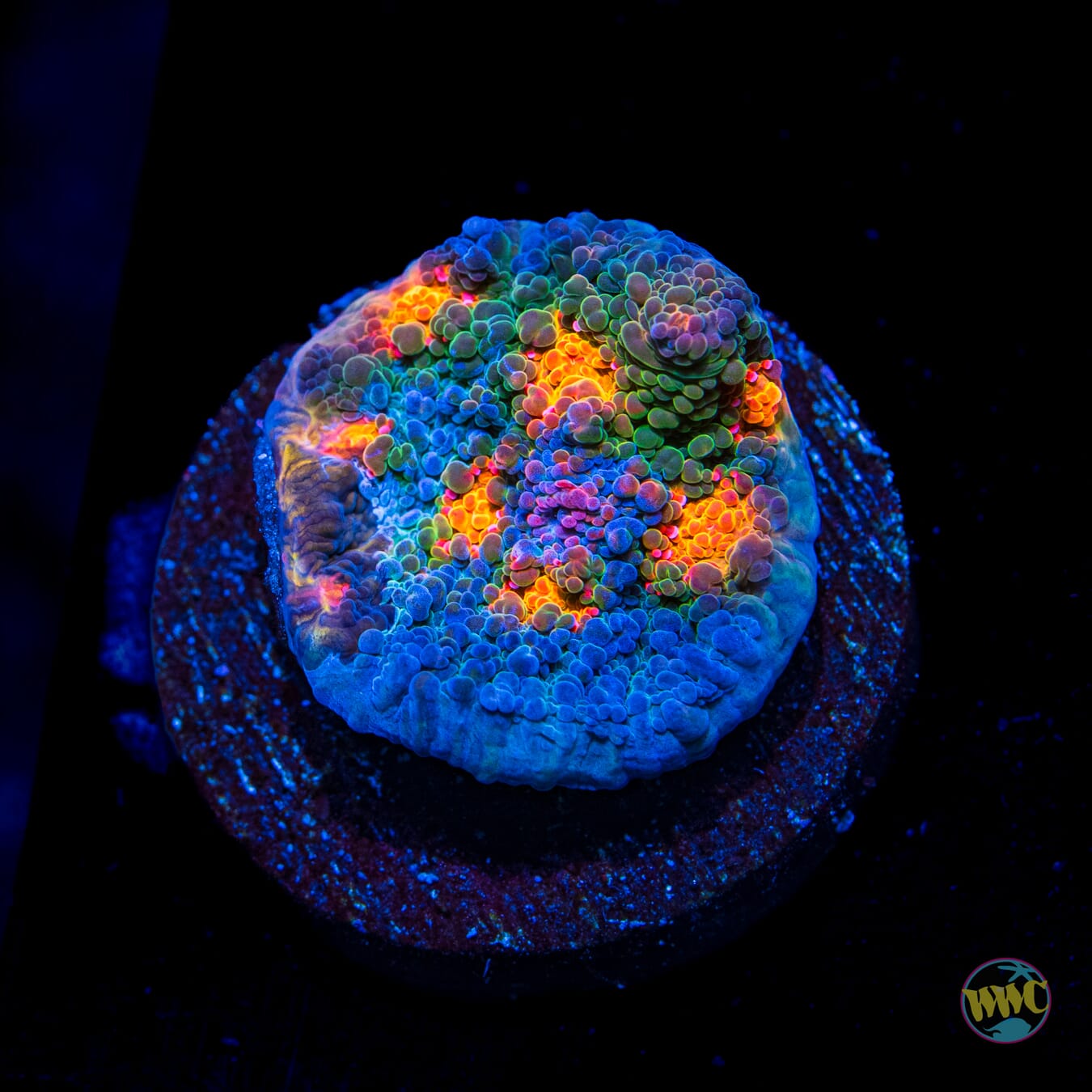 WWC Boogie Man Chalice