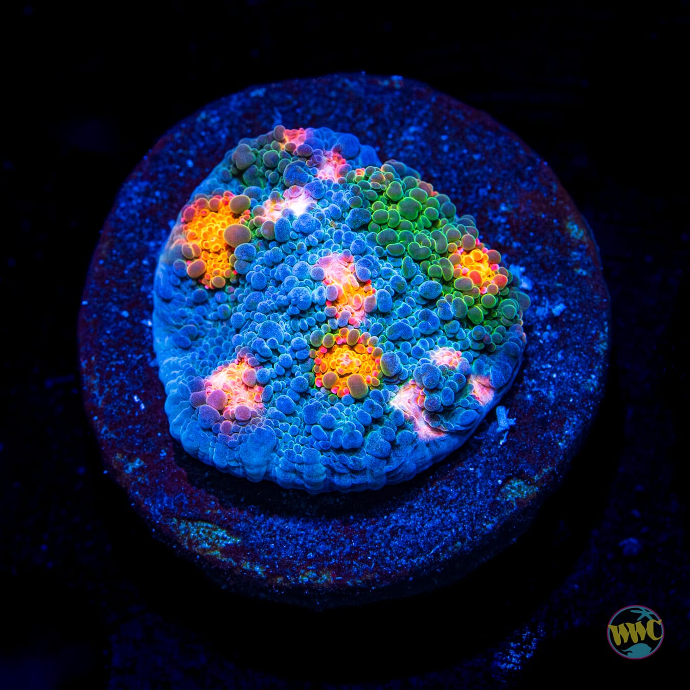 WWC Boogie Man Chalice