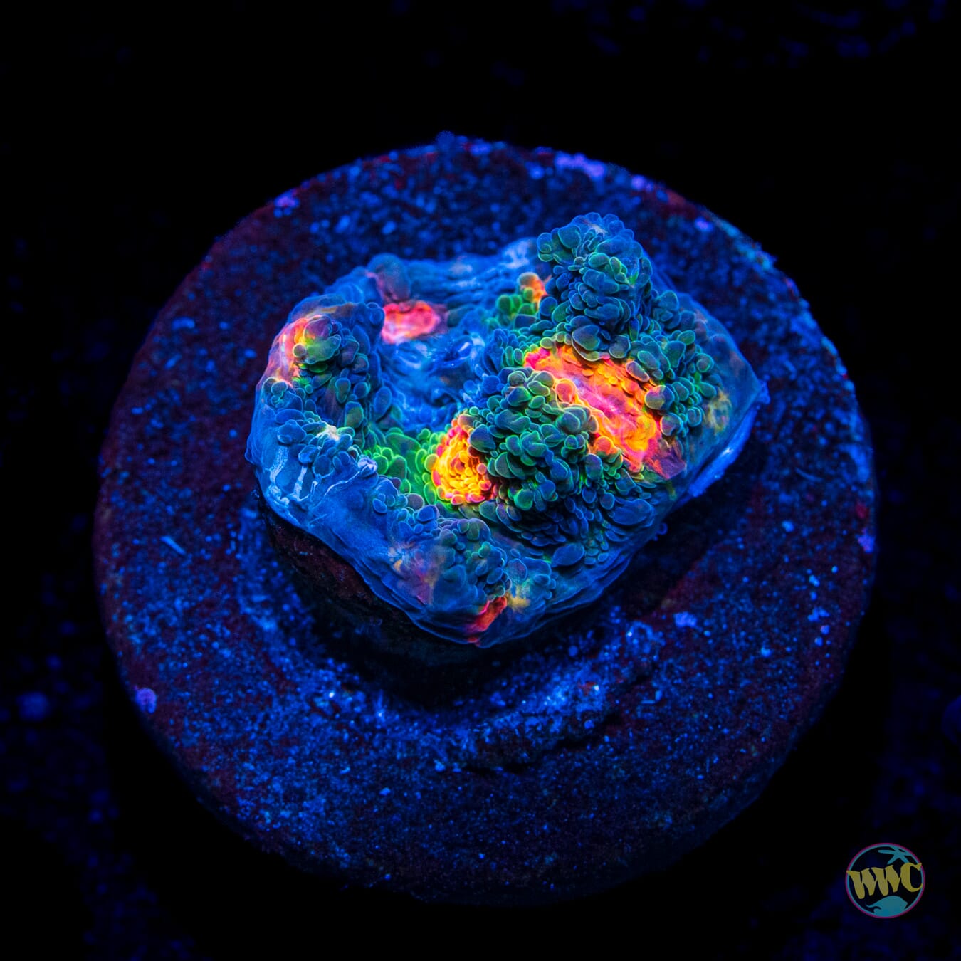 WWC Boogie Man Chalice