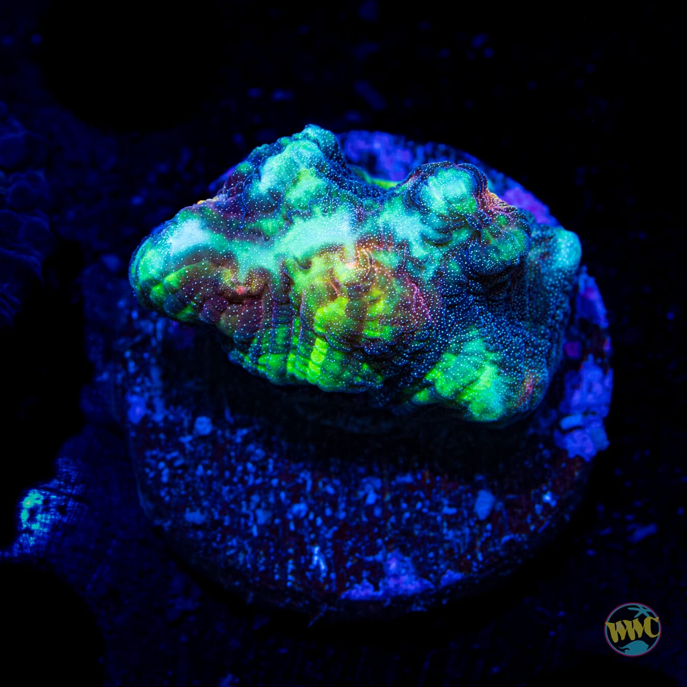 WWC Stardust Mycedium Chalice