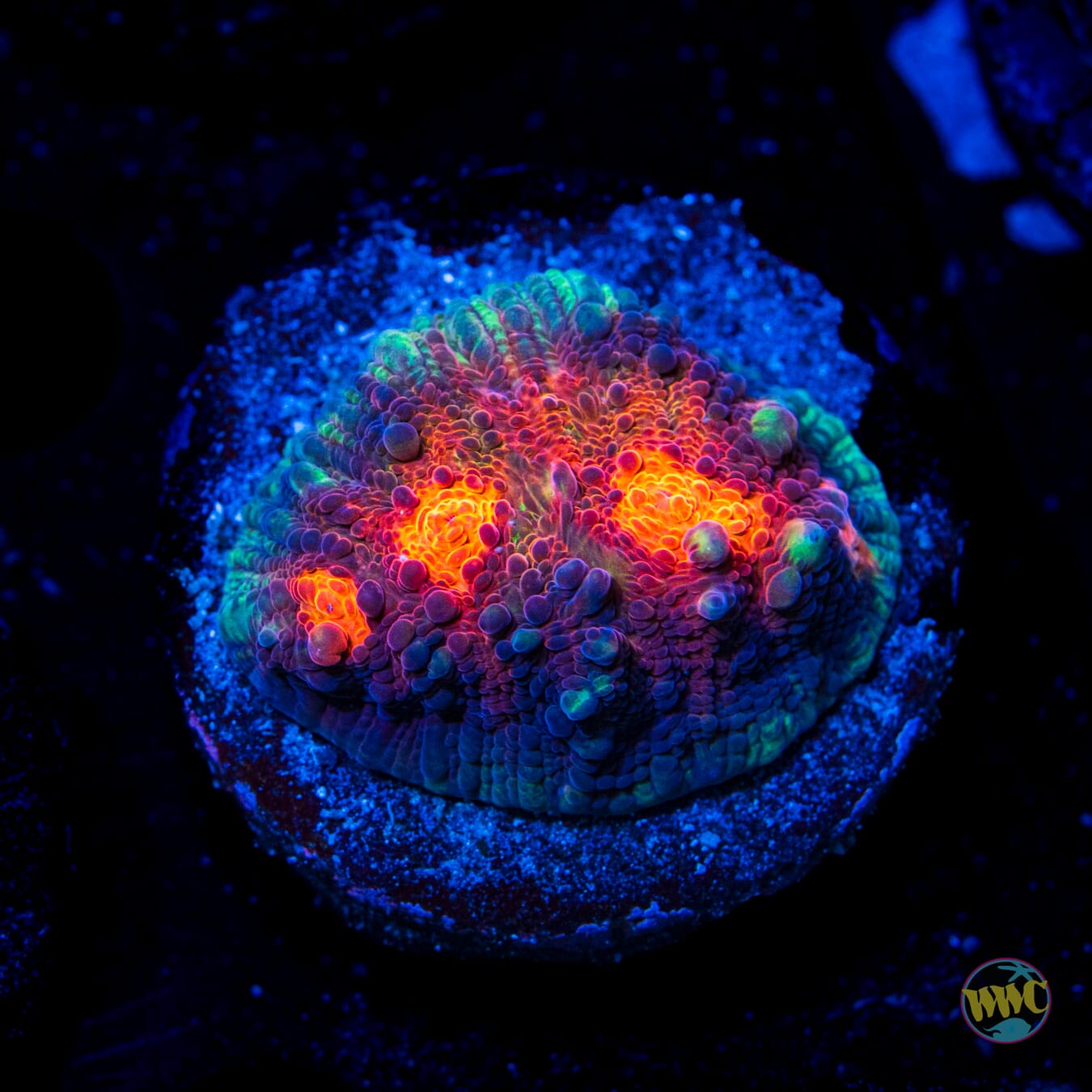 WWC Buzzkill Chalice