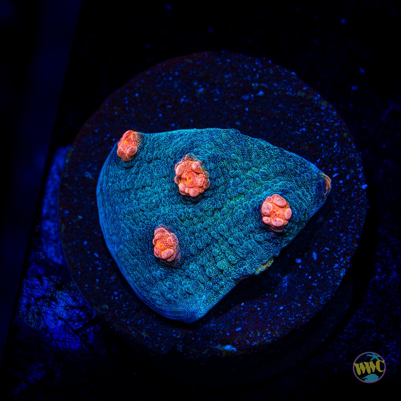 Mango in the Sky Chalice