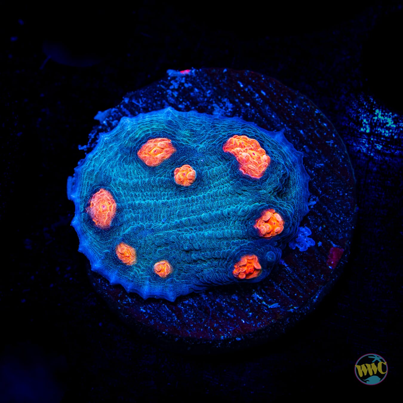 Mango in the Sky Chalice