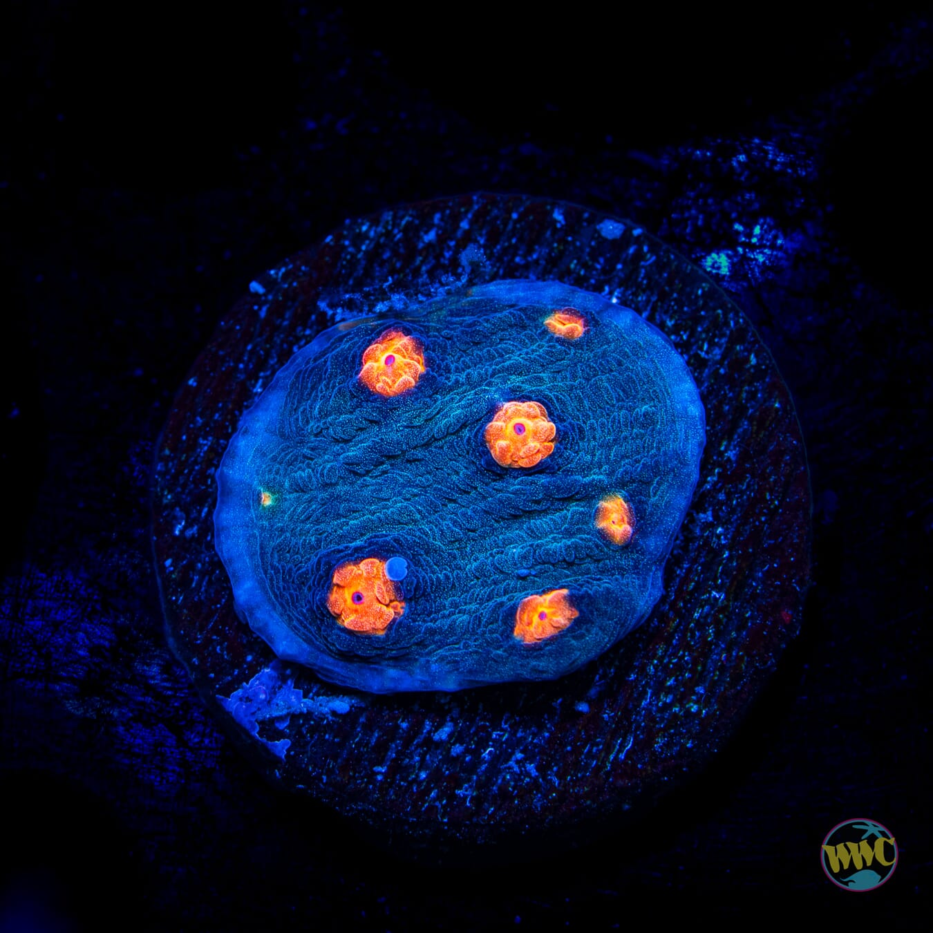 Mango in the Sky Chalice