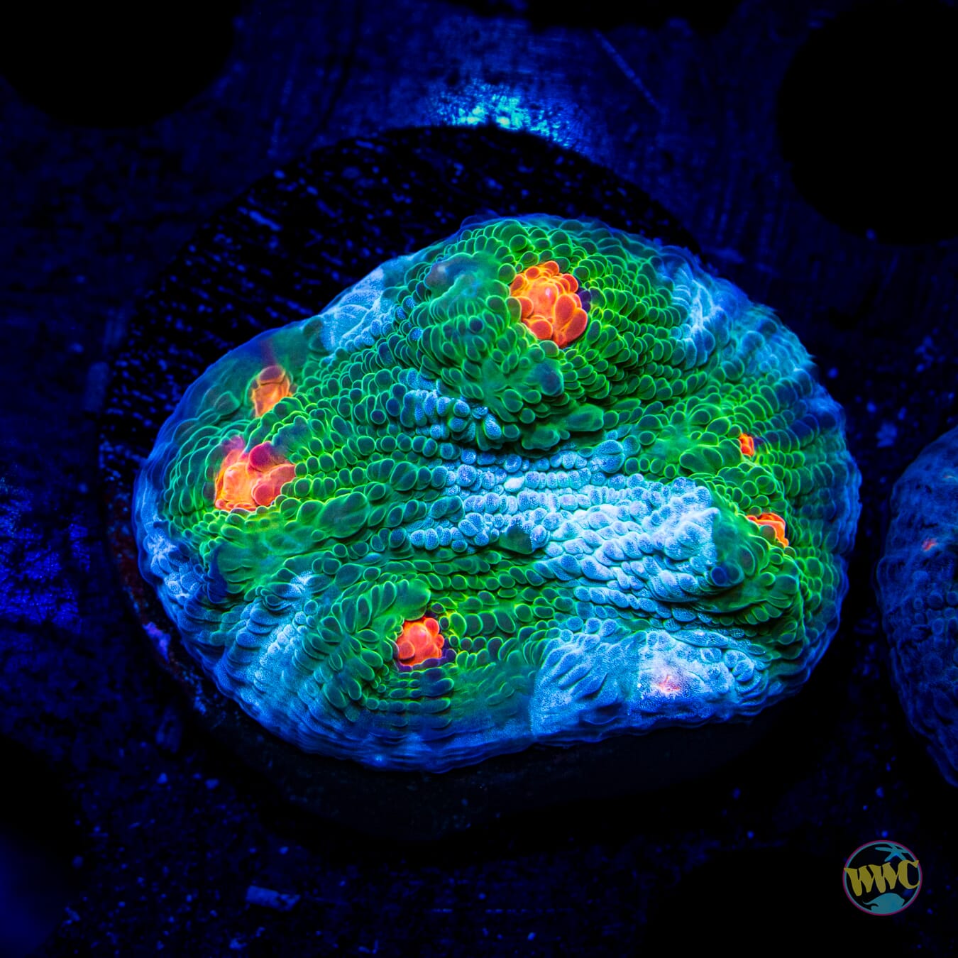 WWC Alien Agent Chalice