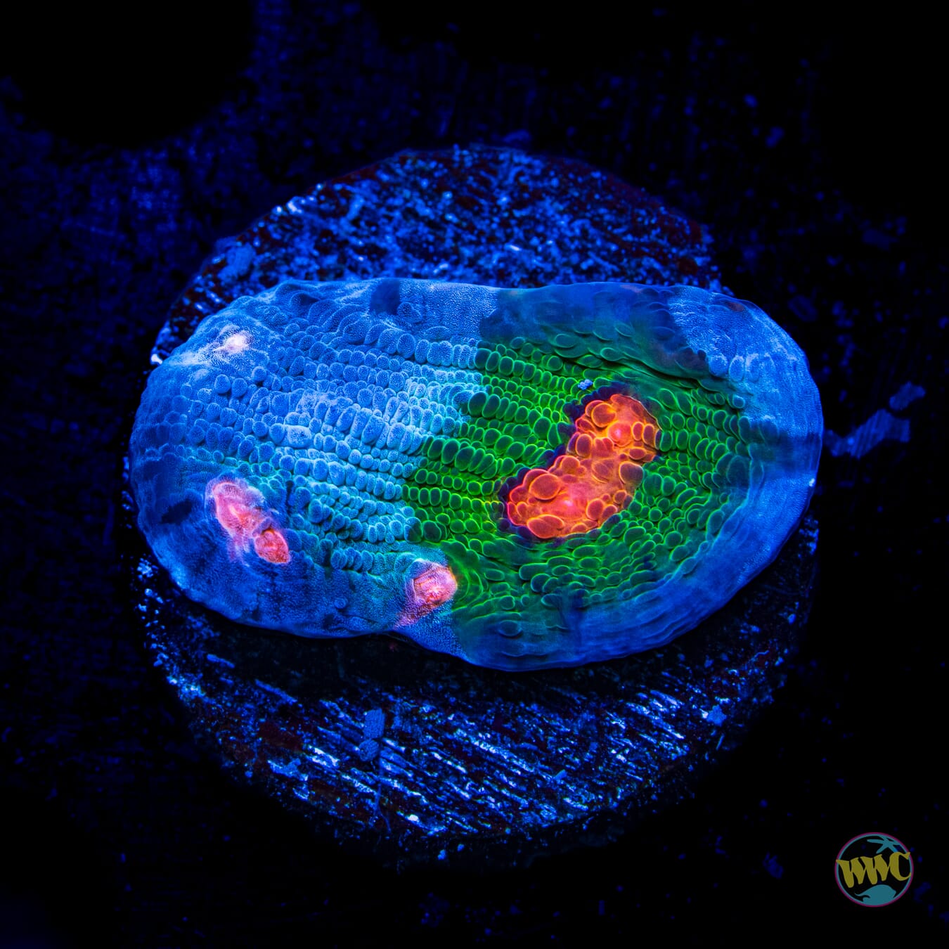 WWC Alien Agent Chalice