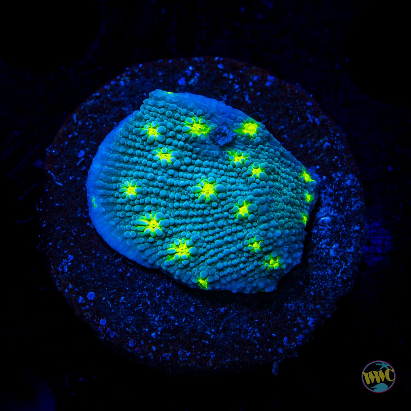 Hollywood Stunner Chalice