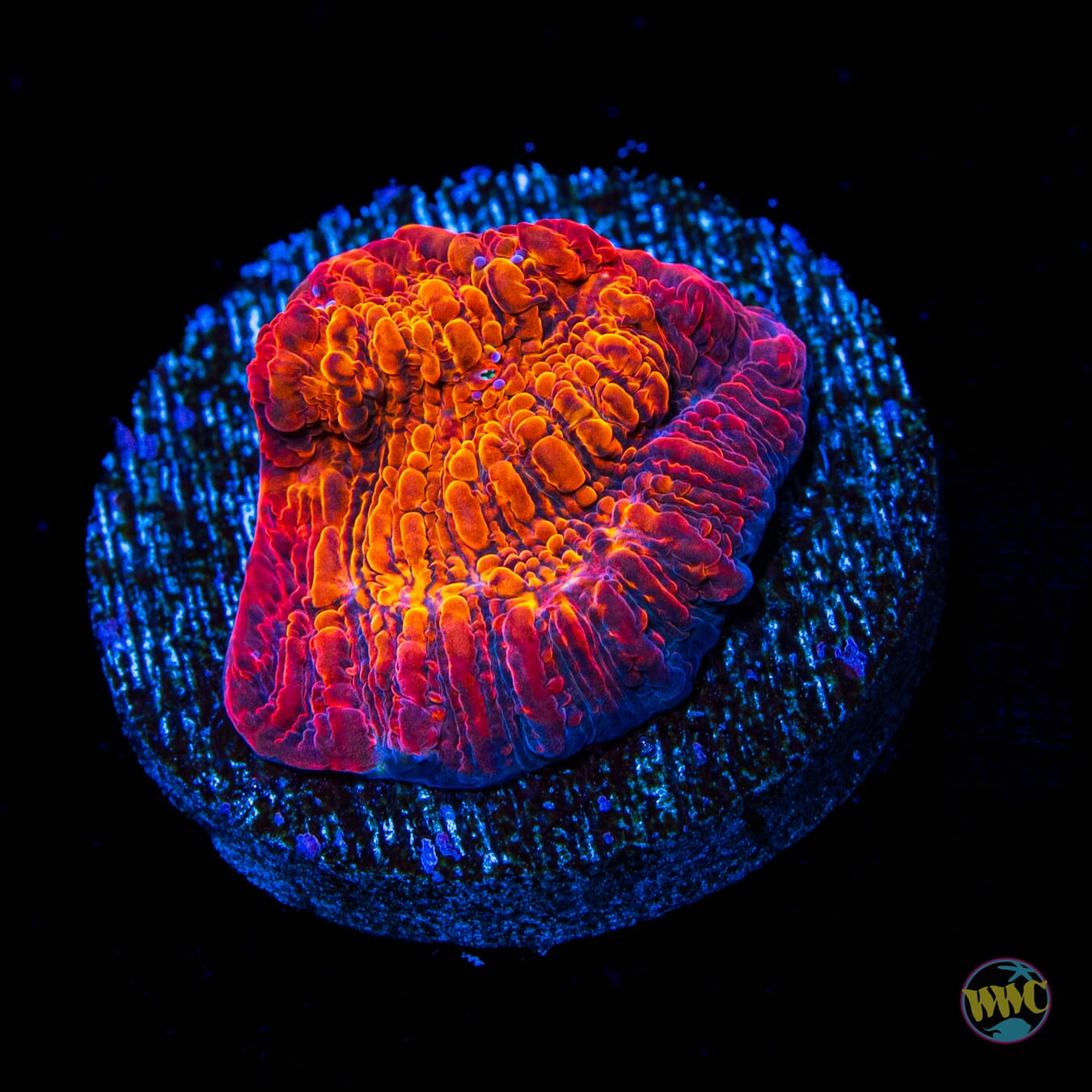 WWC Seared Stellaria Chalice