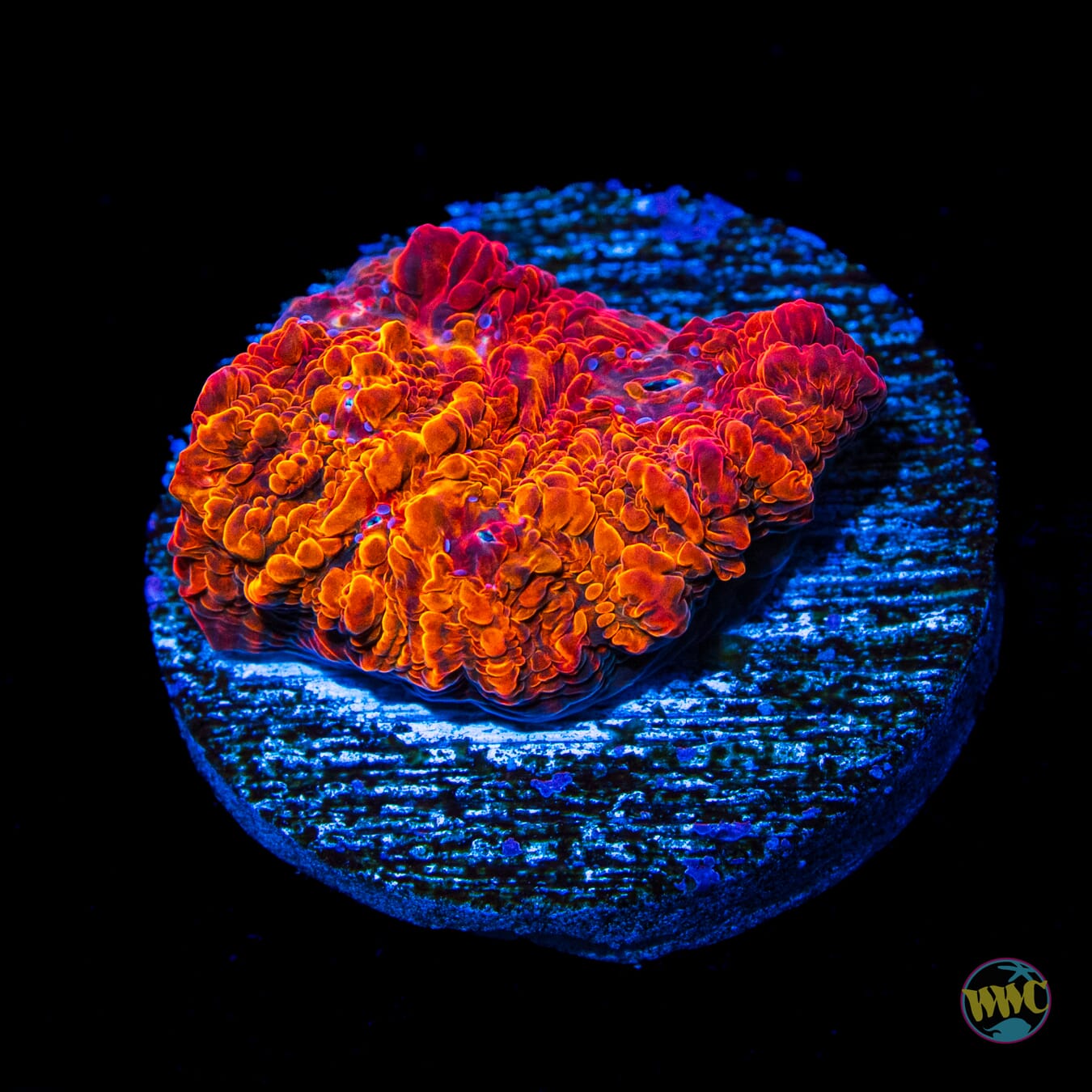 WWC Seared Stellaria Chalice