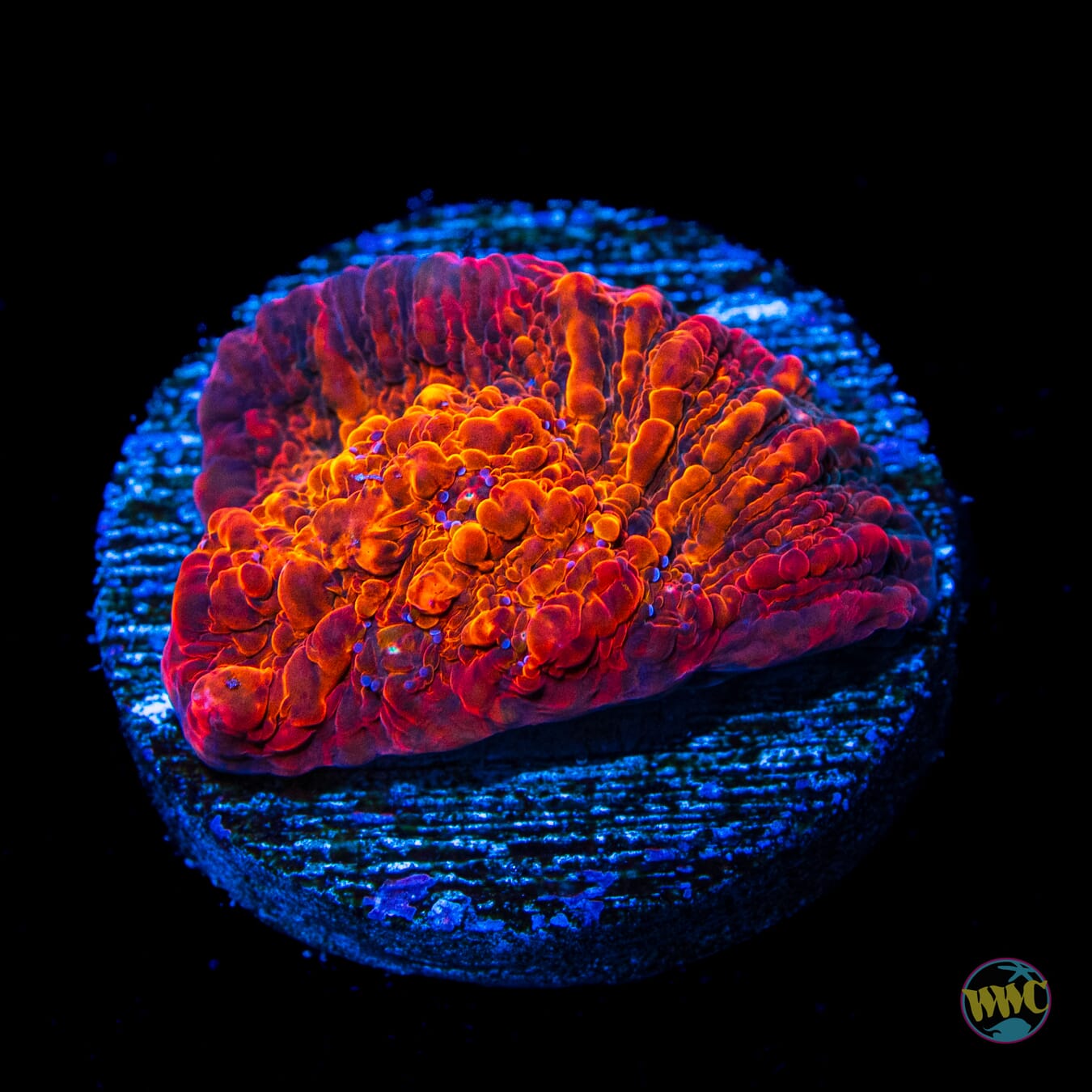 WWC Seared Stellaria Chalice