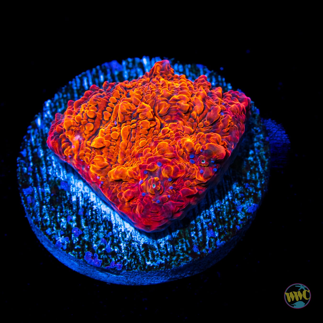 WWC Seared Stellaria Chalice