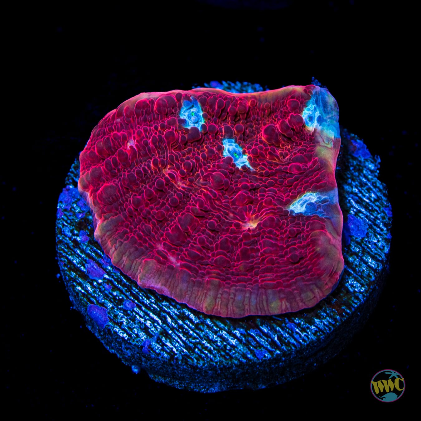 WWC Scarlet Ninja Chalice