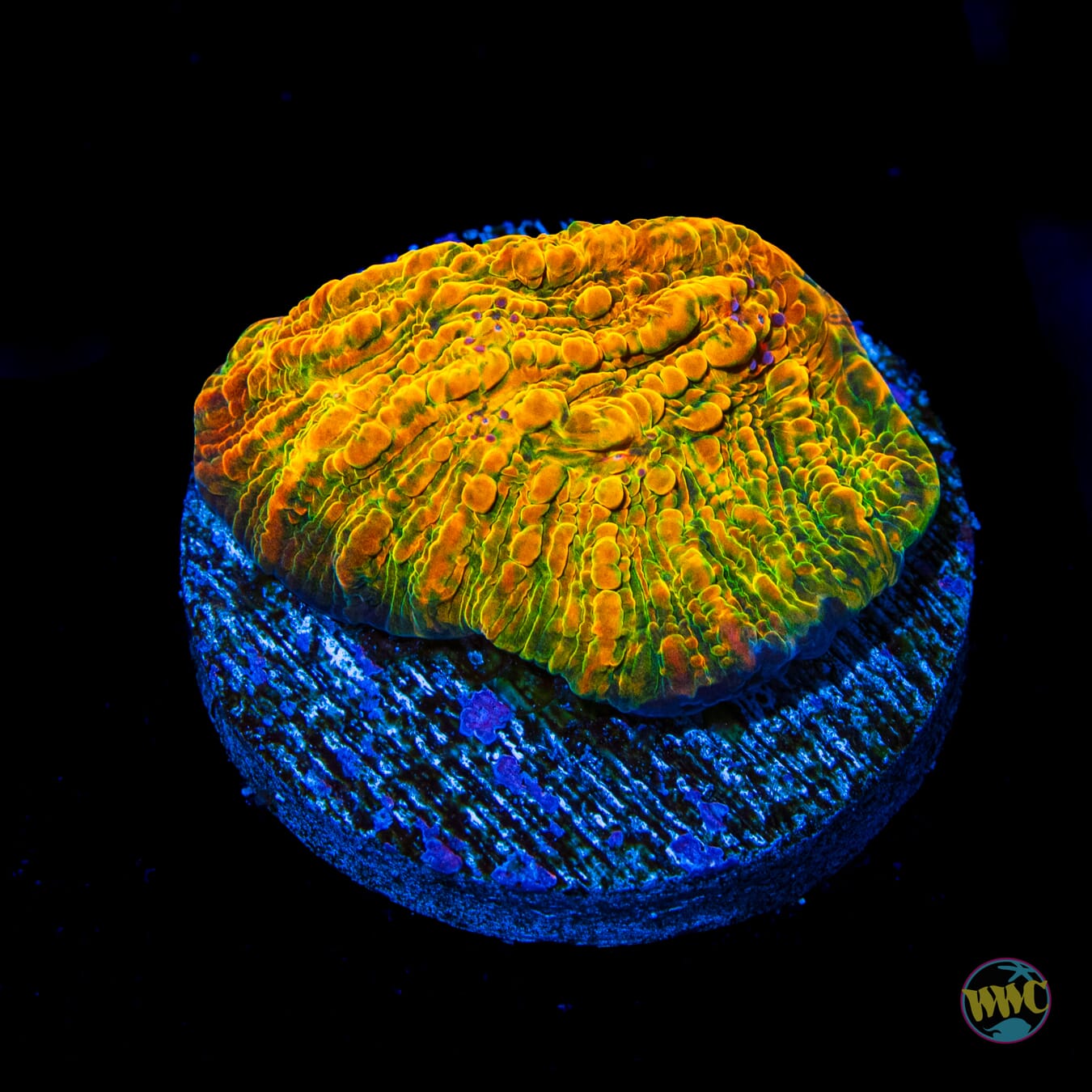 WWC Stellaria Chalice