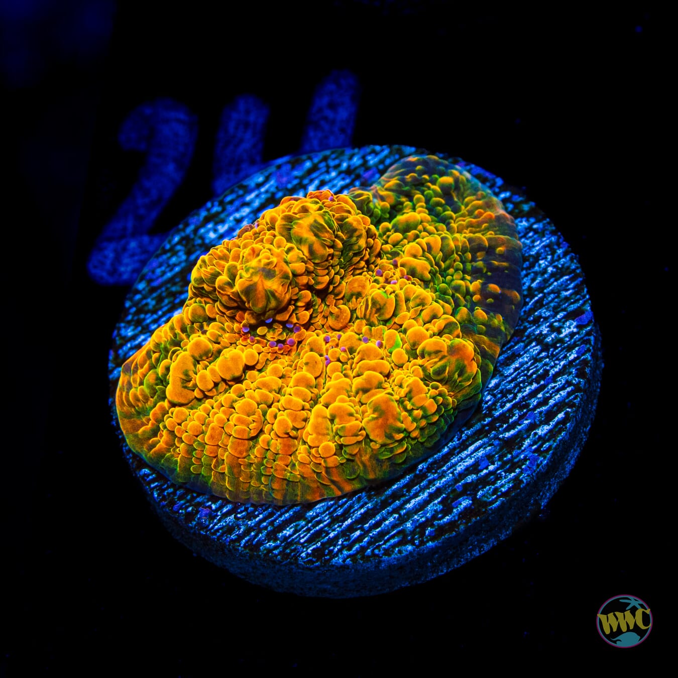 WWC Stellaria Chalice