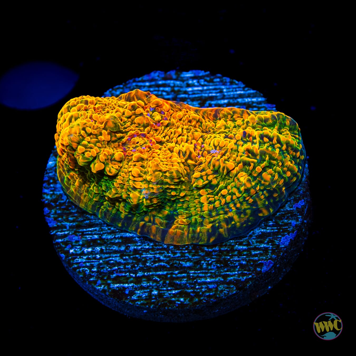 WWC Stellaria Chalice